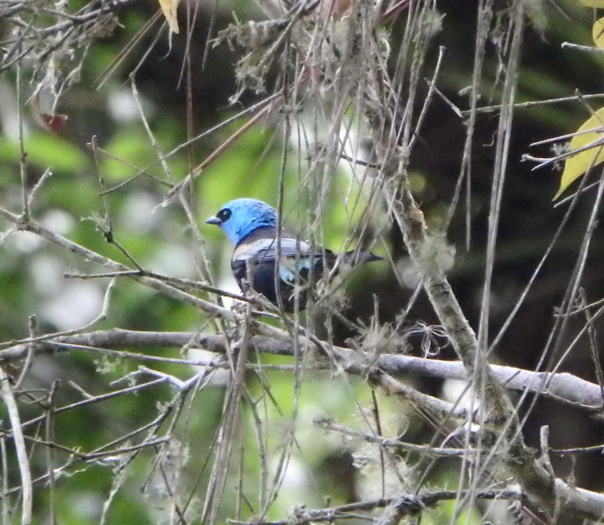 Blue-necked Tanager - ML619139905