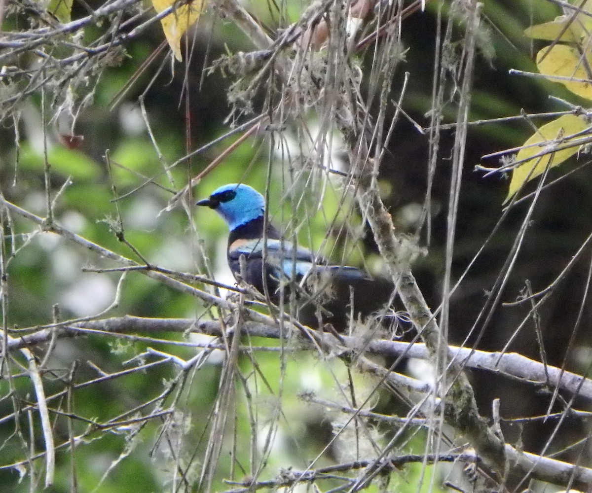 Blue-necked Tanager - ML619139906