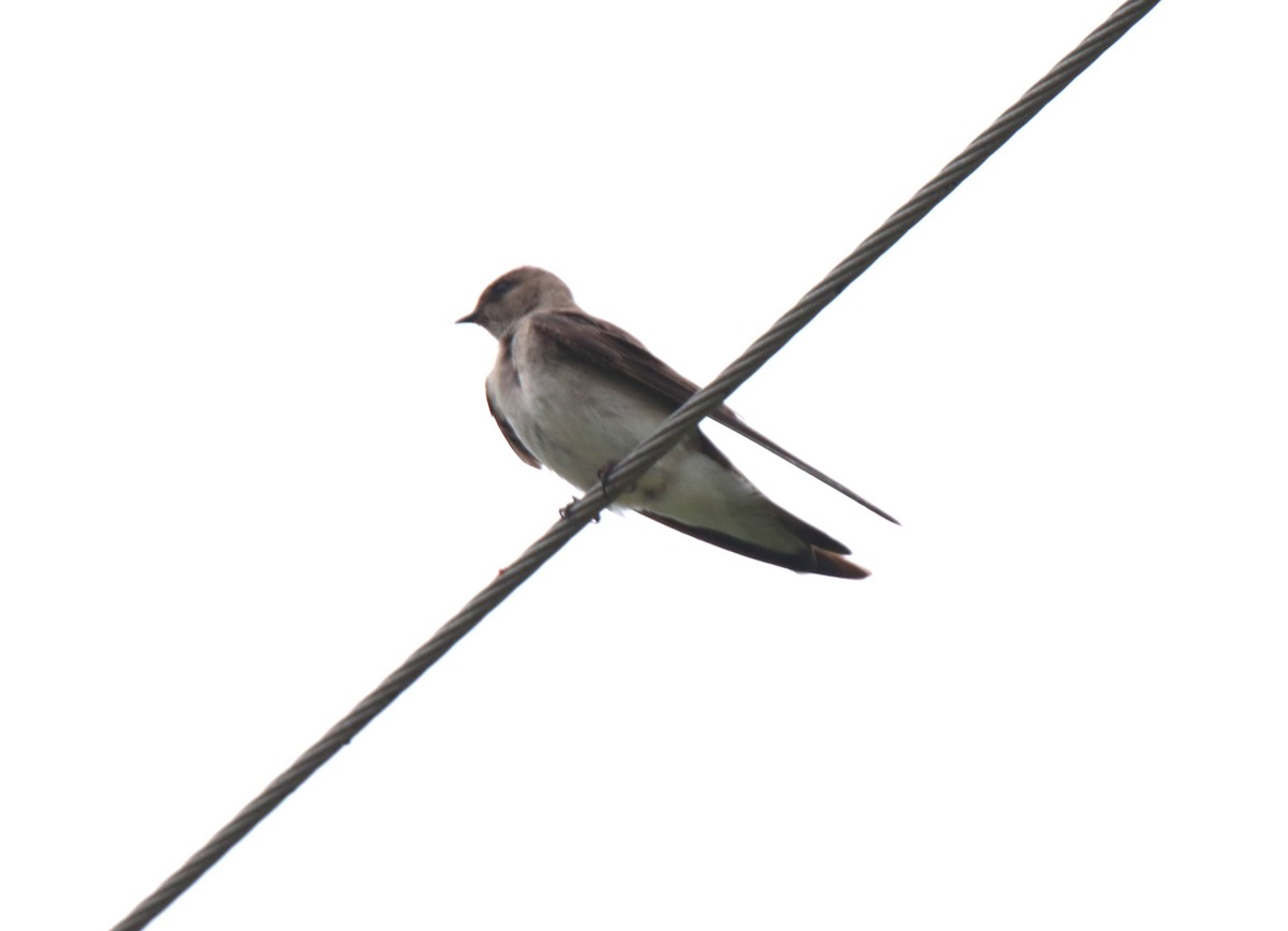 Northern Rough-winged Swallow - ML619139908