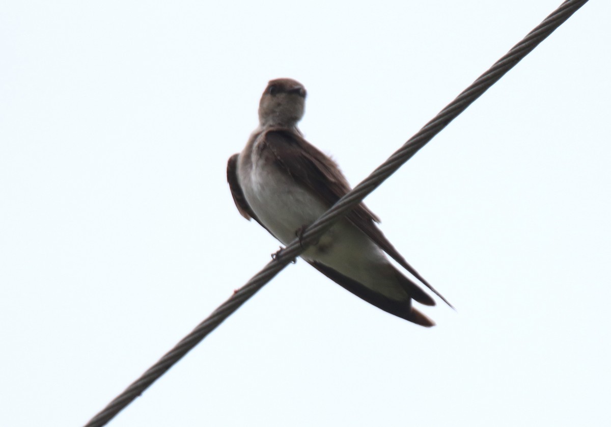Northern Rough-winged Swallow - ML619139912