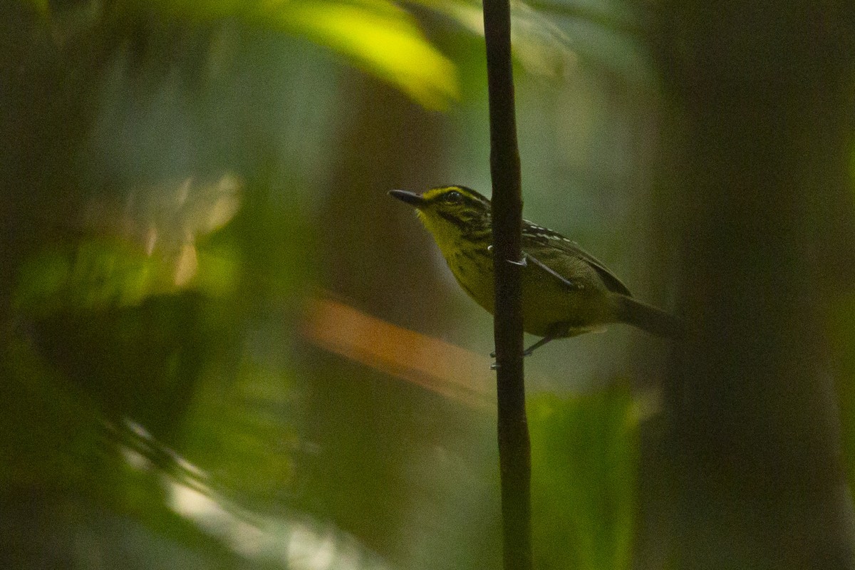 Yellow-browed Antbird - ML619139921