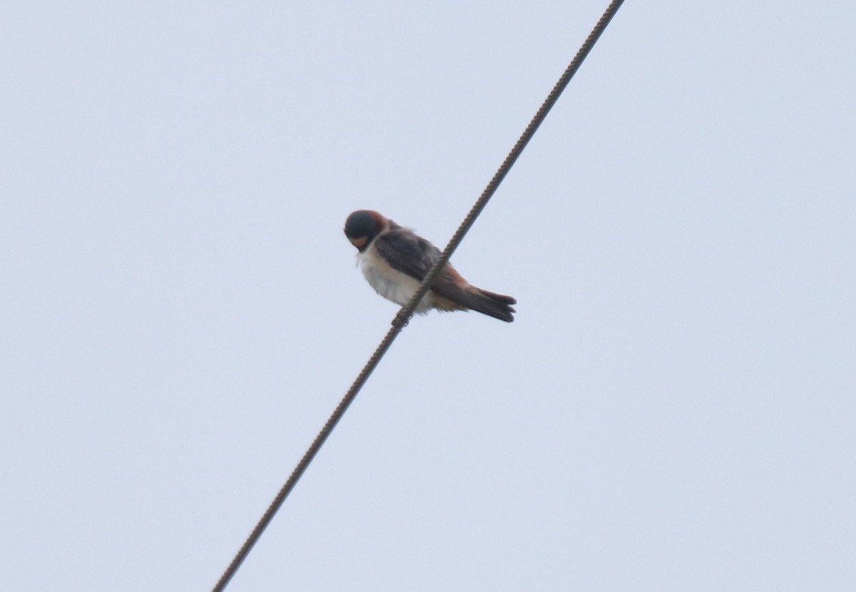 Cave Swallow - ML619139933