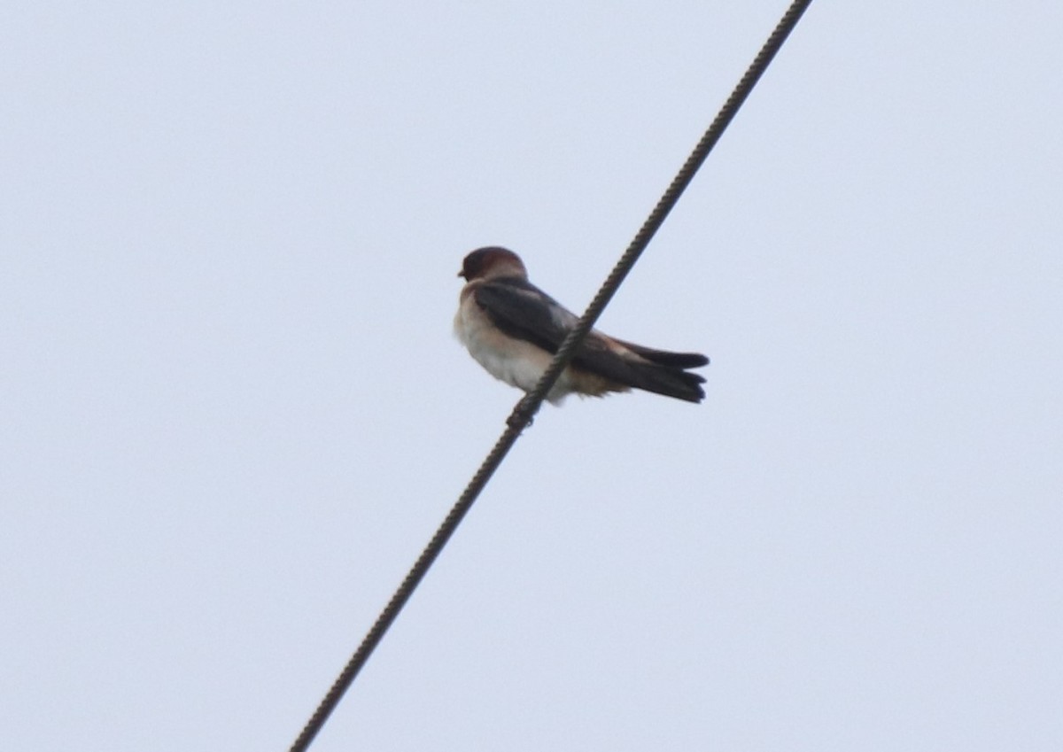 Cave Swallow - ML619139934