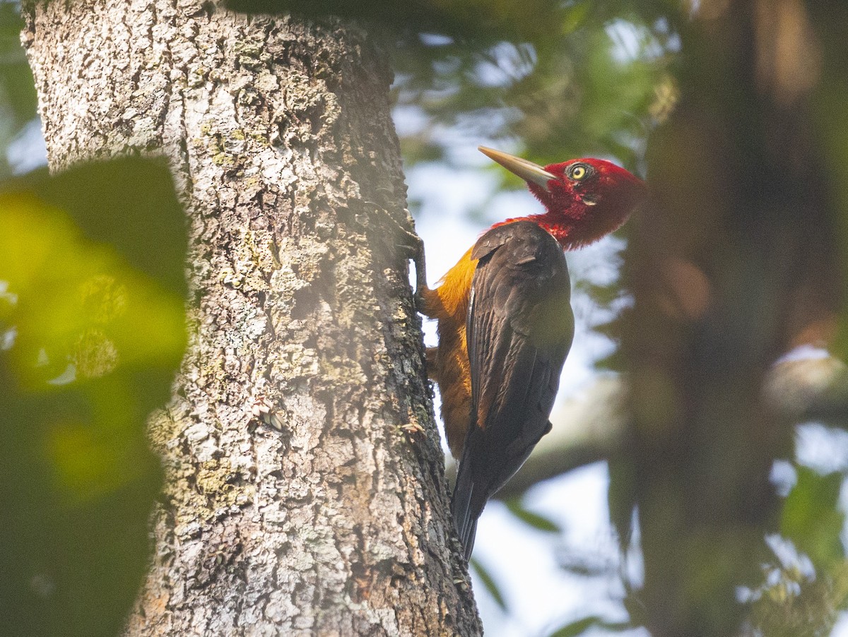Red-necked Woodpecker - ML619139952