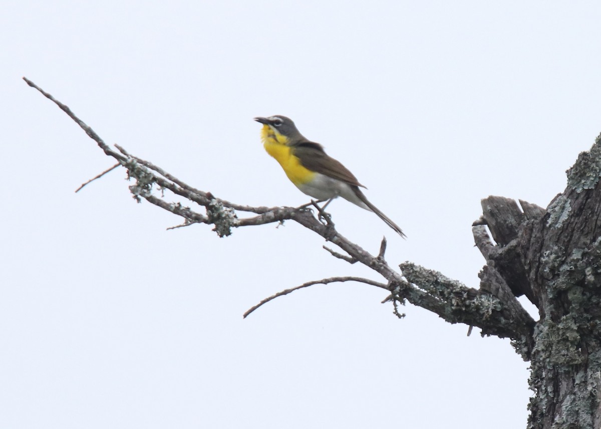 Yellow-breasted Chat - ML619139964