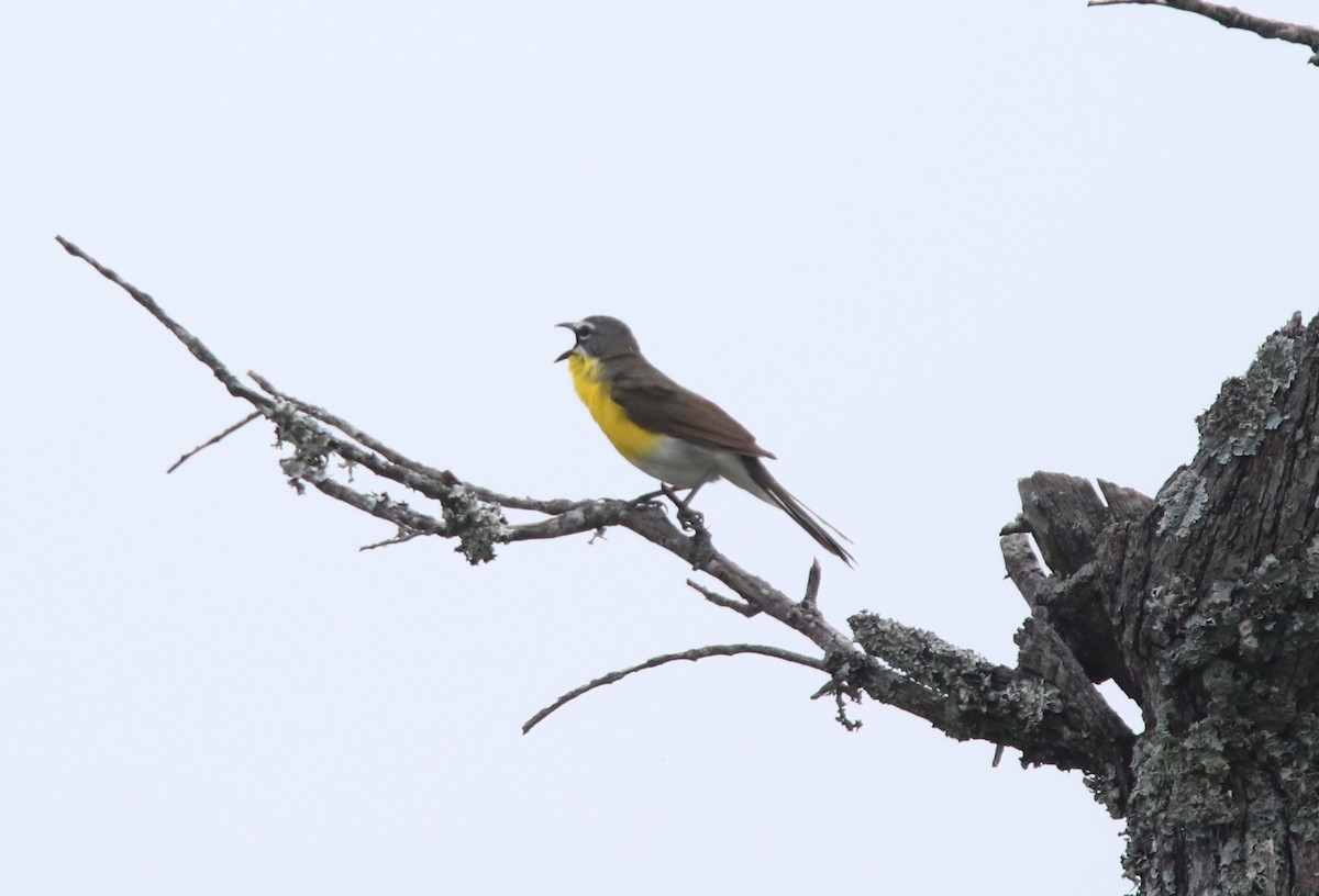 Yellow-breasted Chat - ML619139967