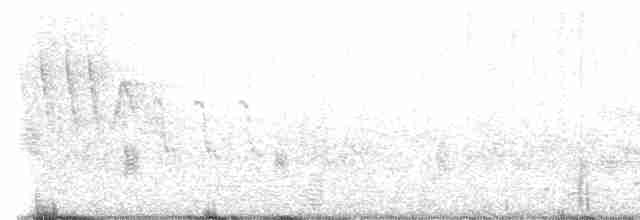 Светлобрюхий фиби - ML619139969