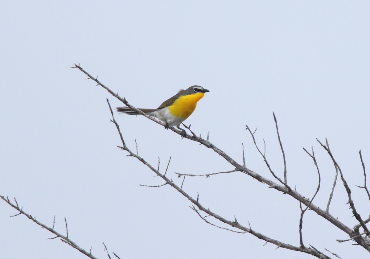 Yellow-breasted Chat - ML619139972