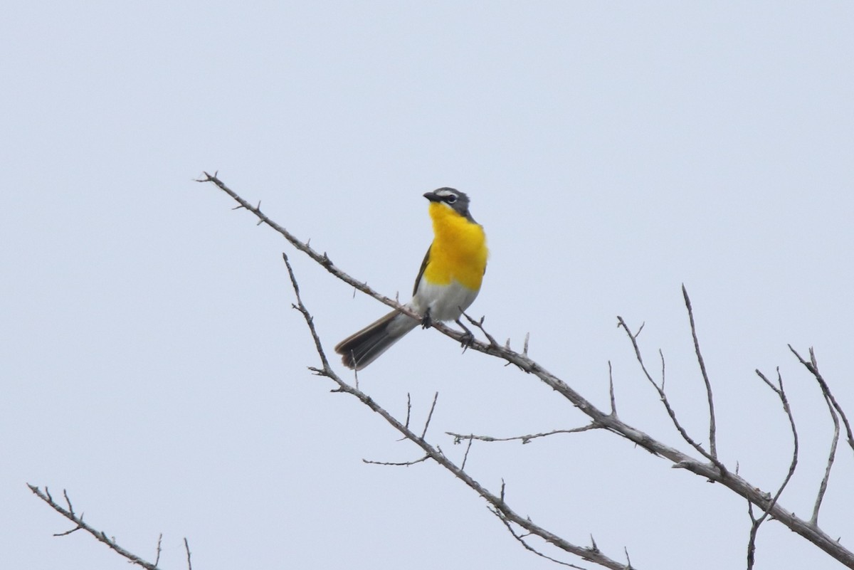 Yellow-breasted Chat - ML619139974