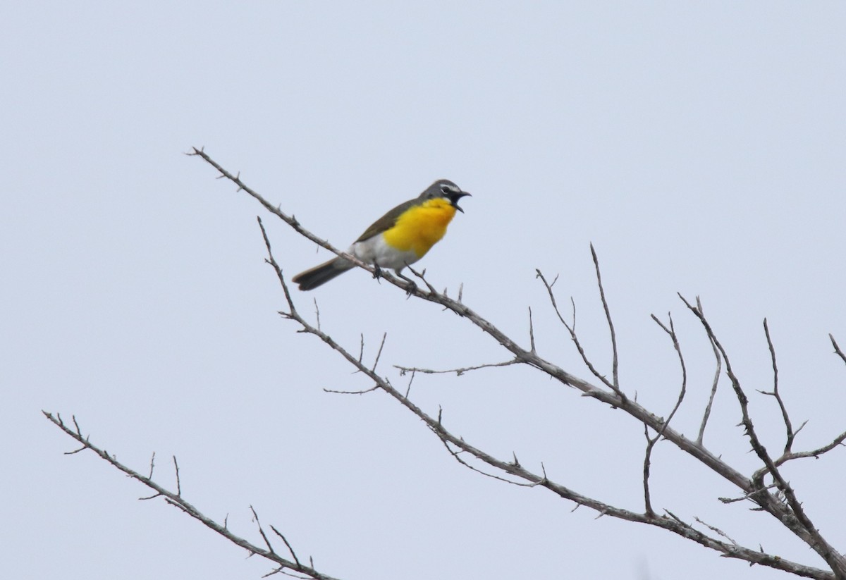 Yellow-breasted Chat - ML619139975