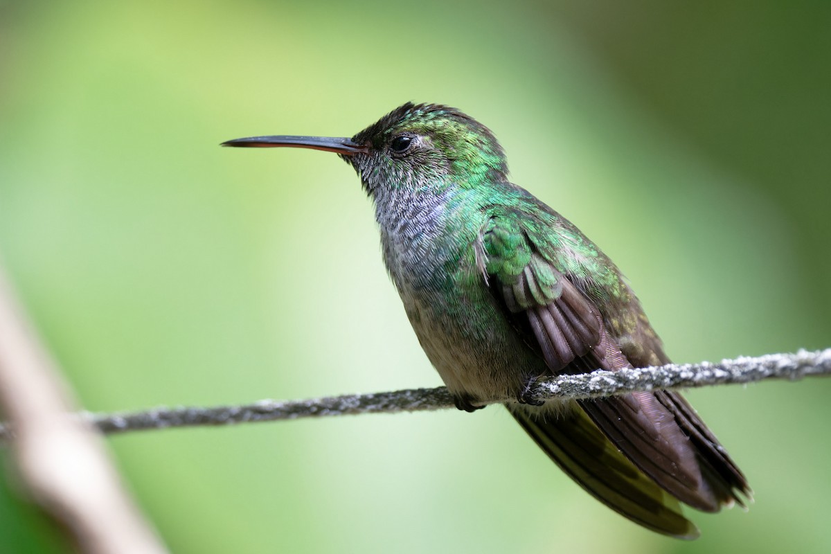kolibřík modroprsý - ML619139977