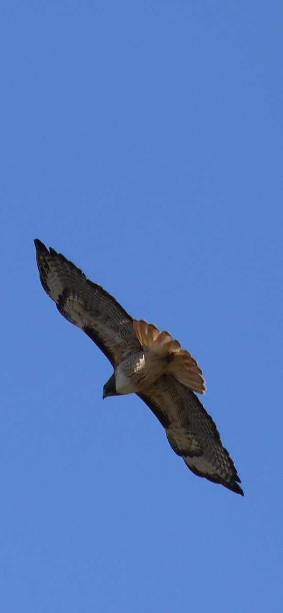 Red-tailed Hawk - ML619139979