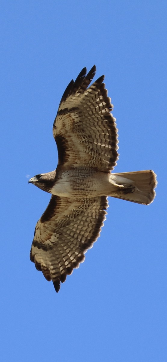 Red-tailed Hawk - ML619139980