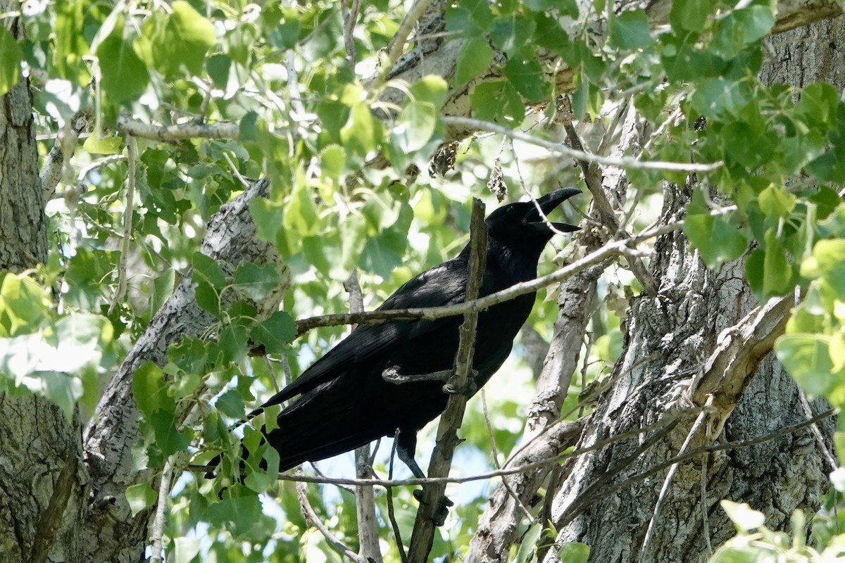 Common Raven - ML619139998