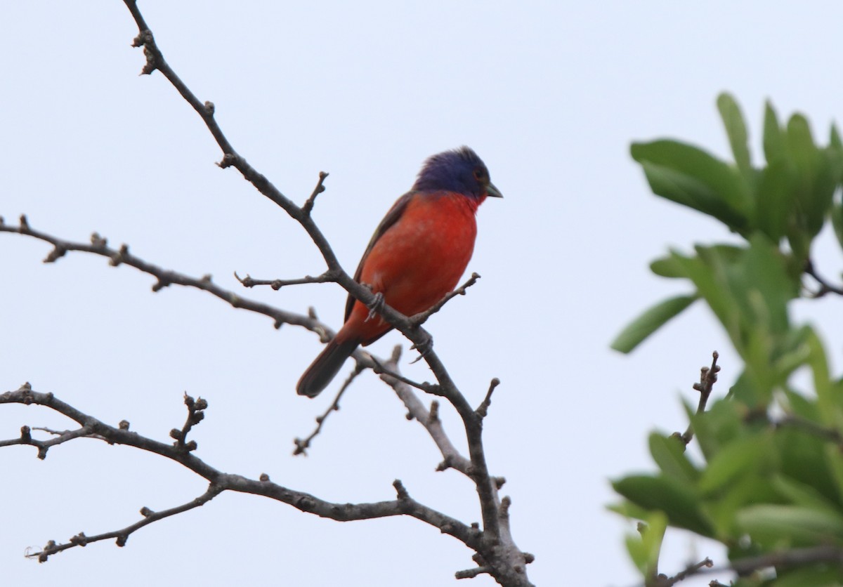 Painted Bunting - ML619140011