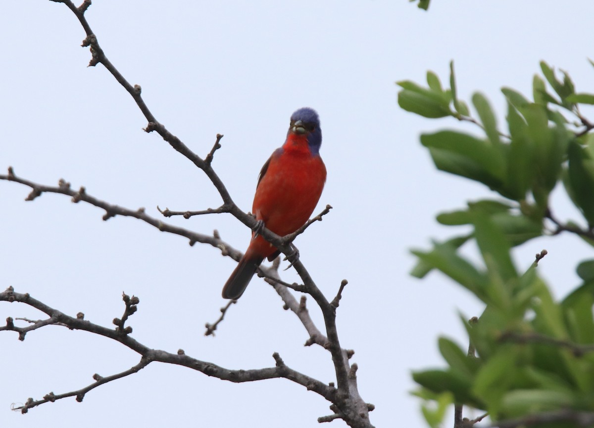 Painted Bunting - ML619140015