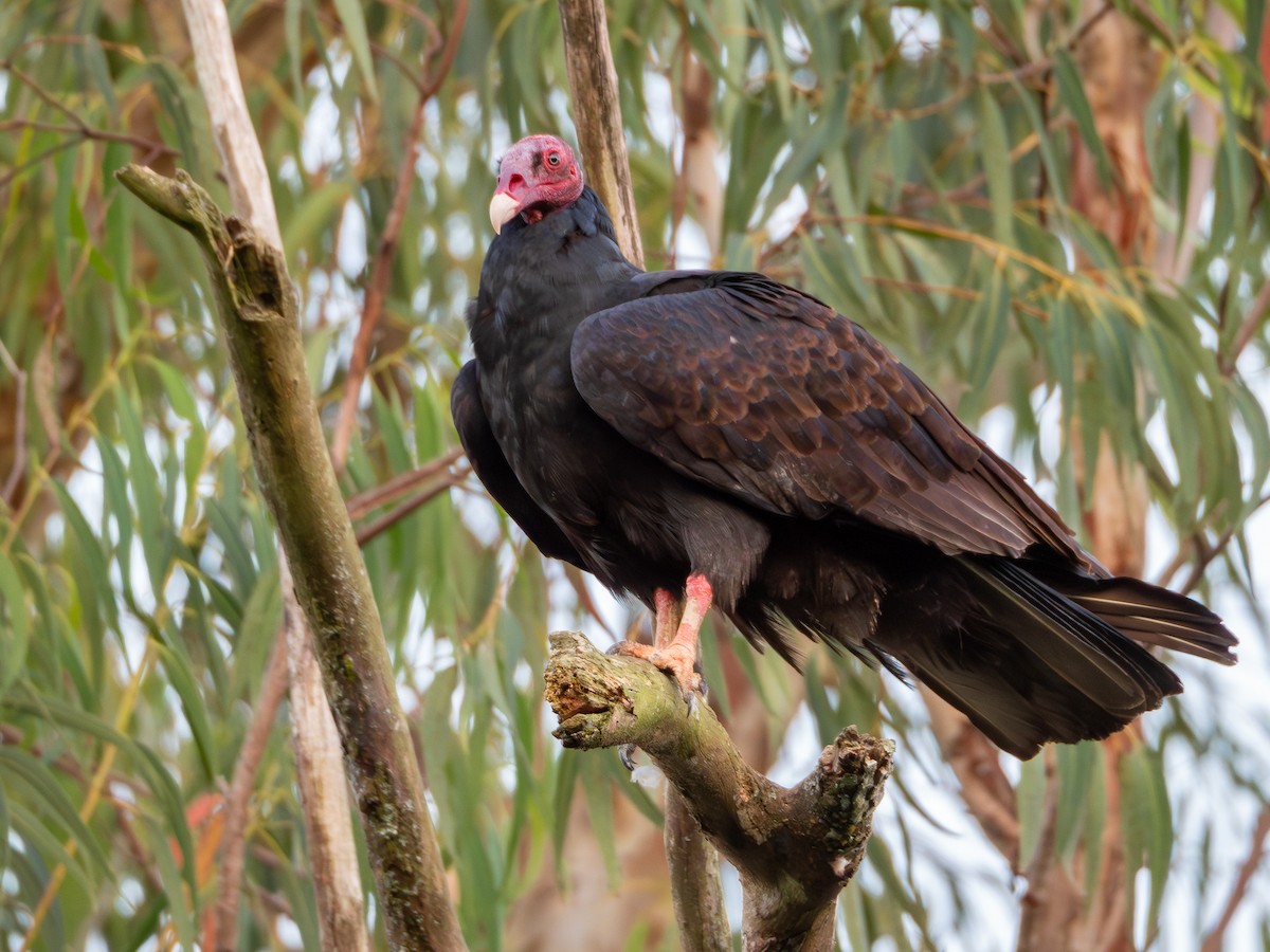 Turkey Vulture - ML619140020
