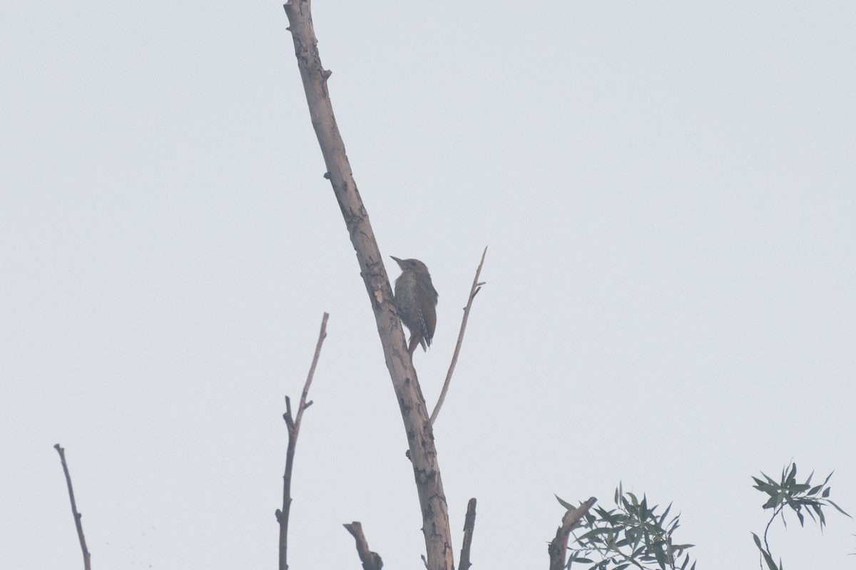 Gray-headed Woodpecker - ML619140021