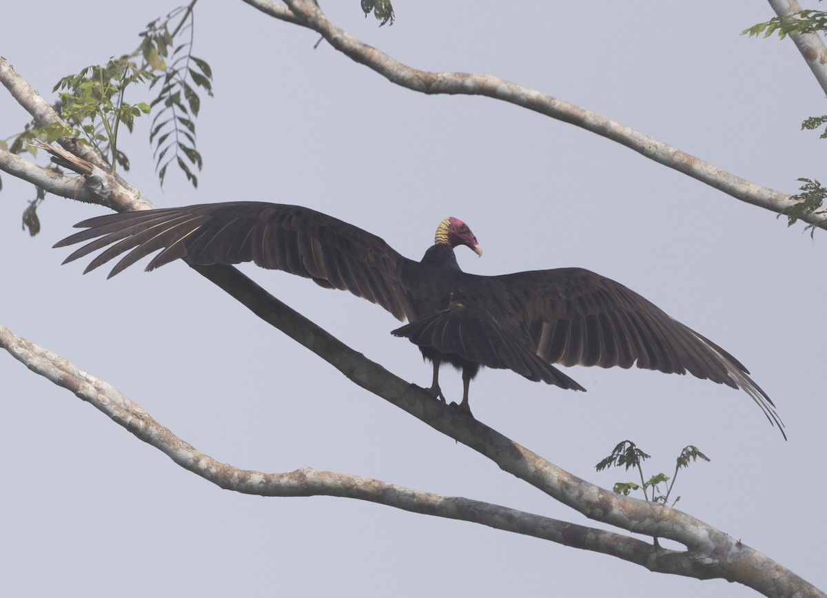 Turkey Vulture (Tropical) - ML619140046
