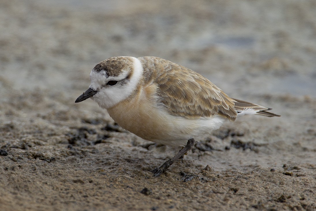 White-fronted Plover - ML619140053