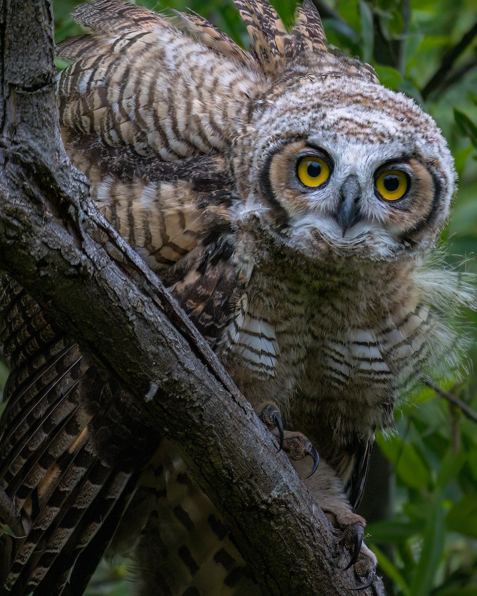 Great Horned Owl - ML619140059