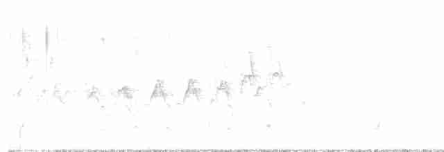 Дятел-смоктун білочеревий - ML619140087