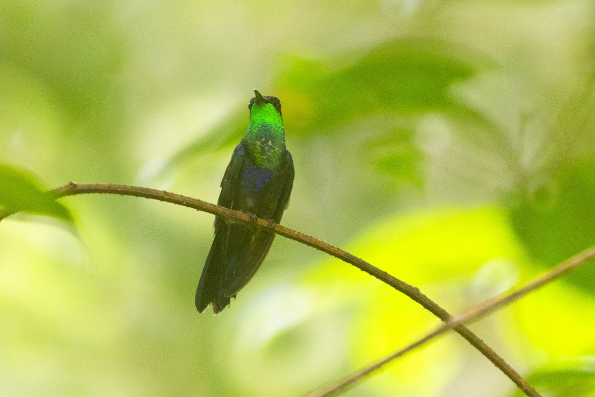 kolibřík nymfový - ML619140125