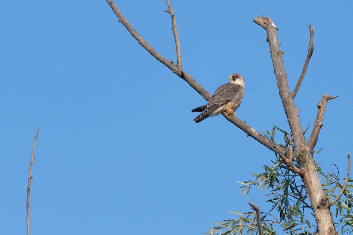 Red-footed Falcon - ML619140129