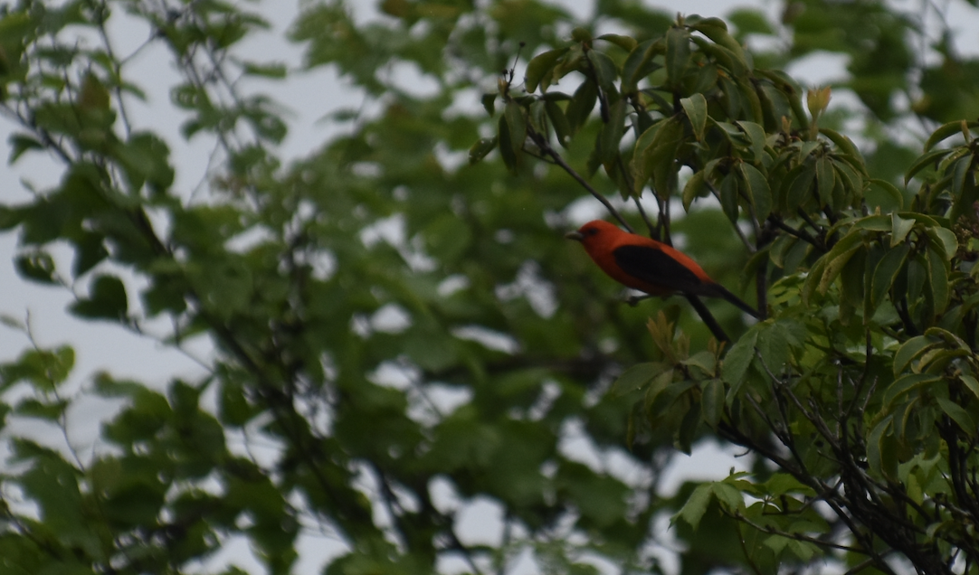 Scarlet Tanager - ML619140137