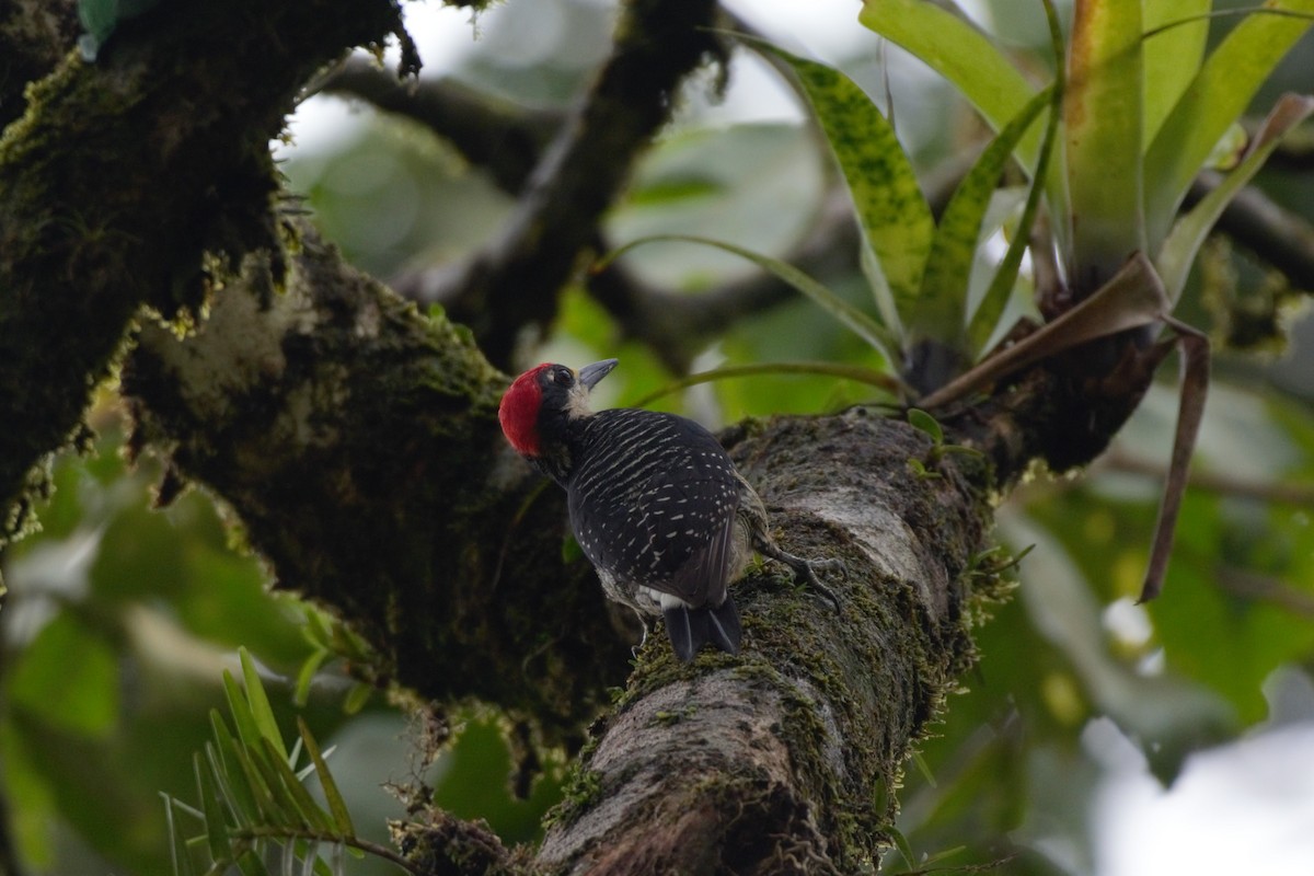 Black-cheeked Woodpecker - ML619140138
