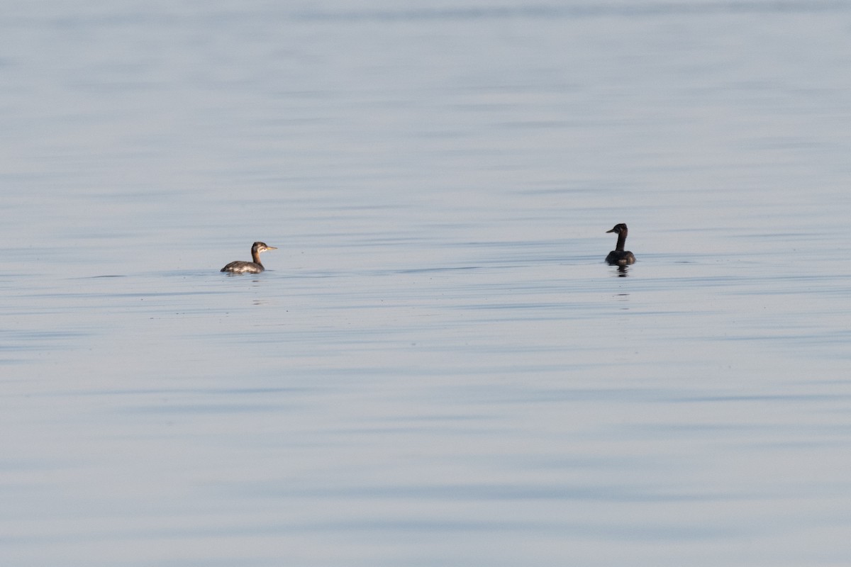Red-necked Grebe - ML619140195