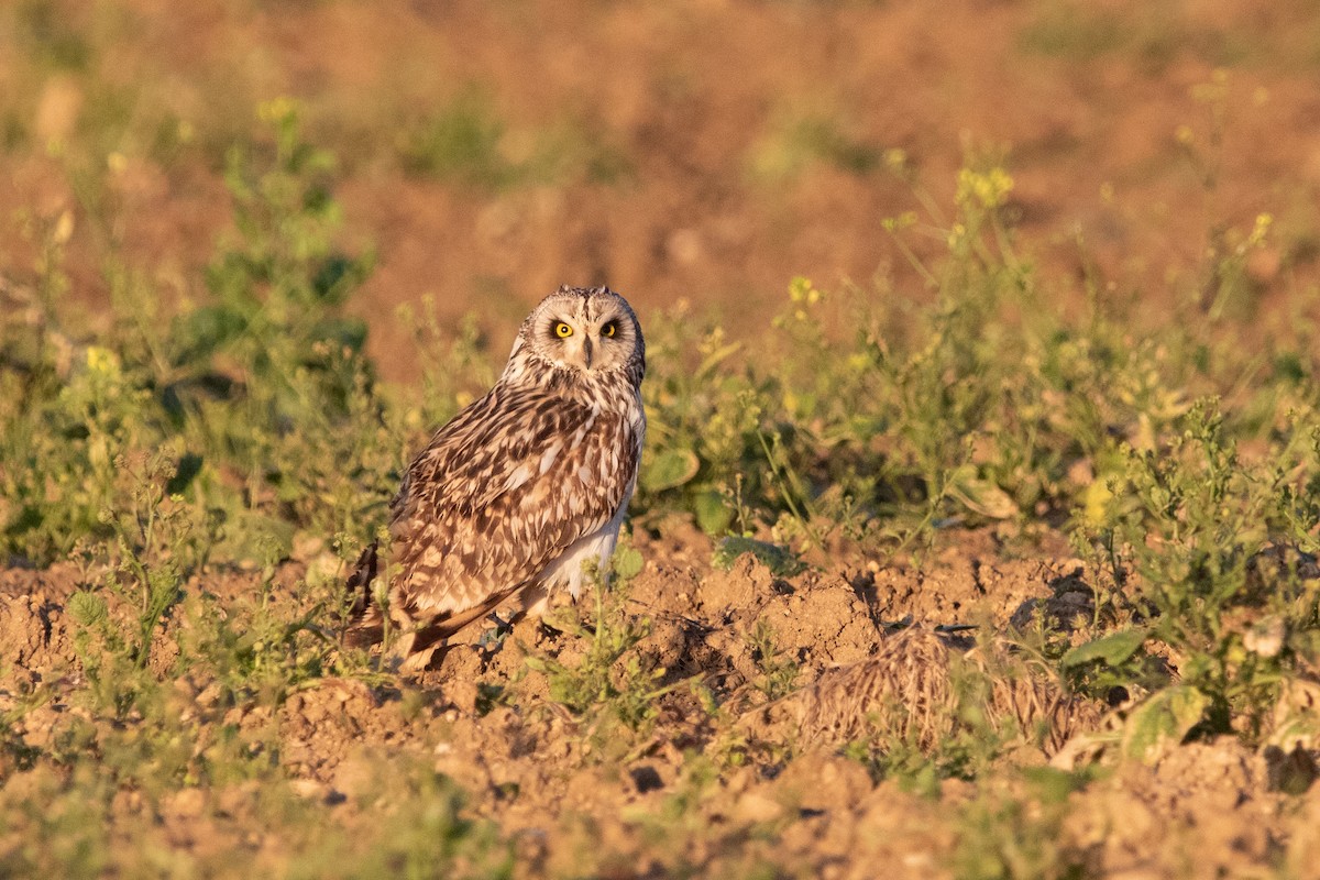 Short-eared Owl - ML619140202