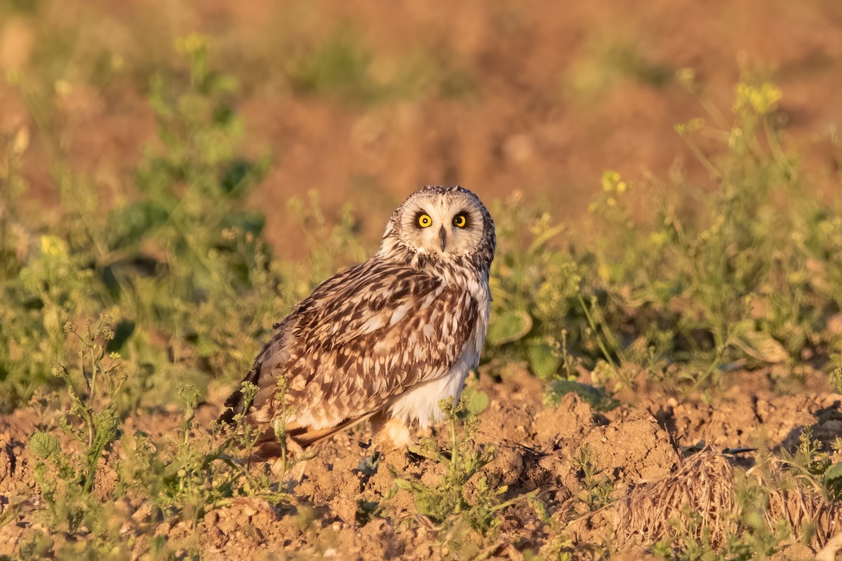 Short-eared Owl - ML619140208