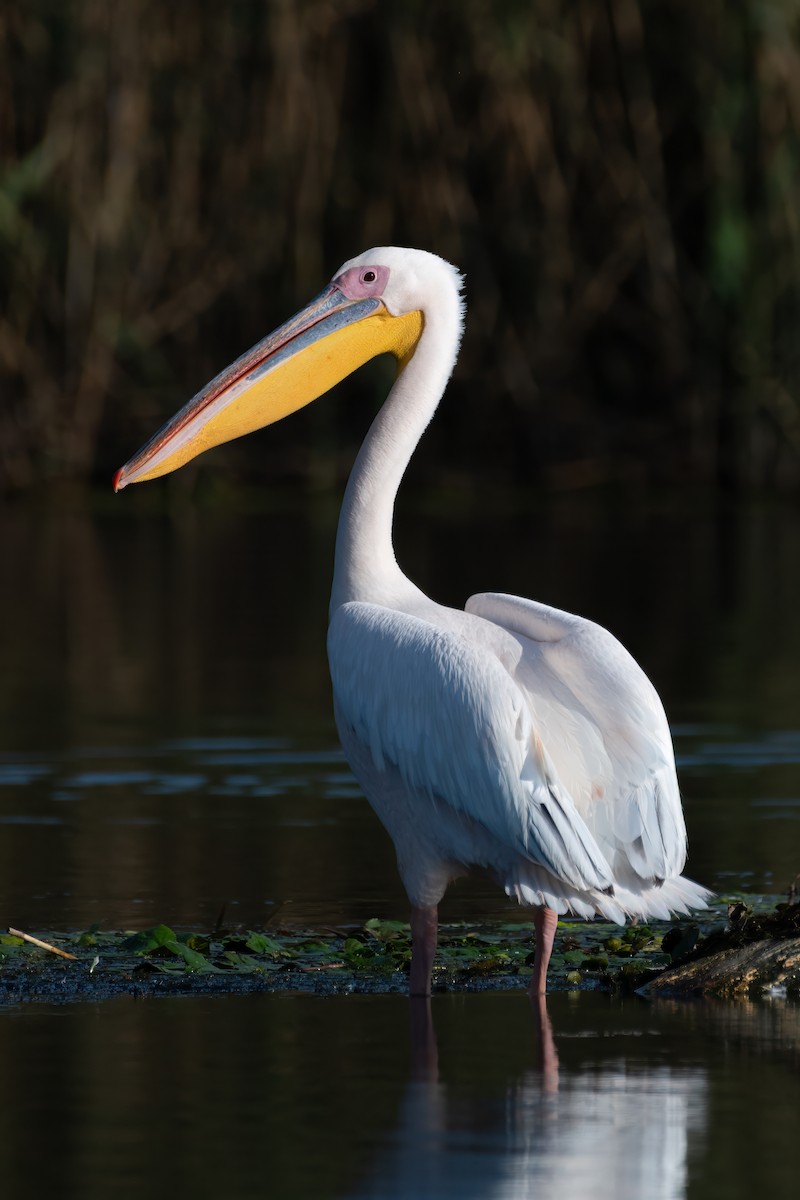 pelikán bílý - ML619140210