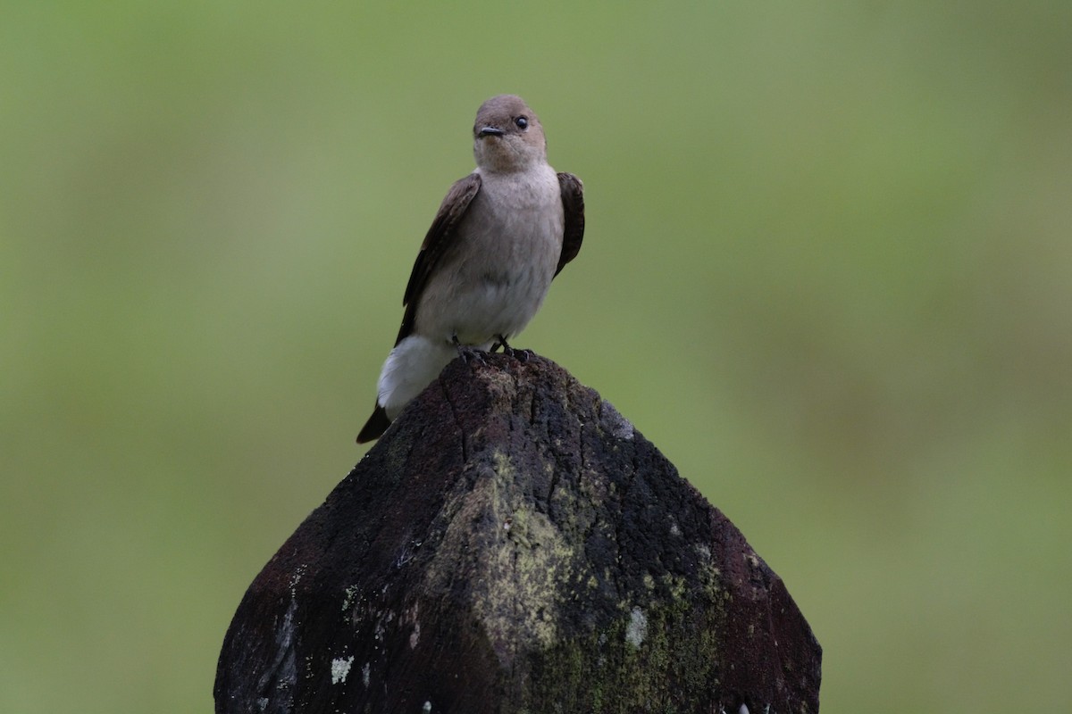 Southern Rough-winged Swallow - ML619140216