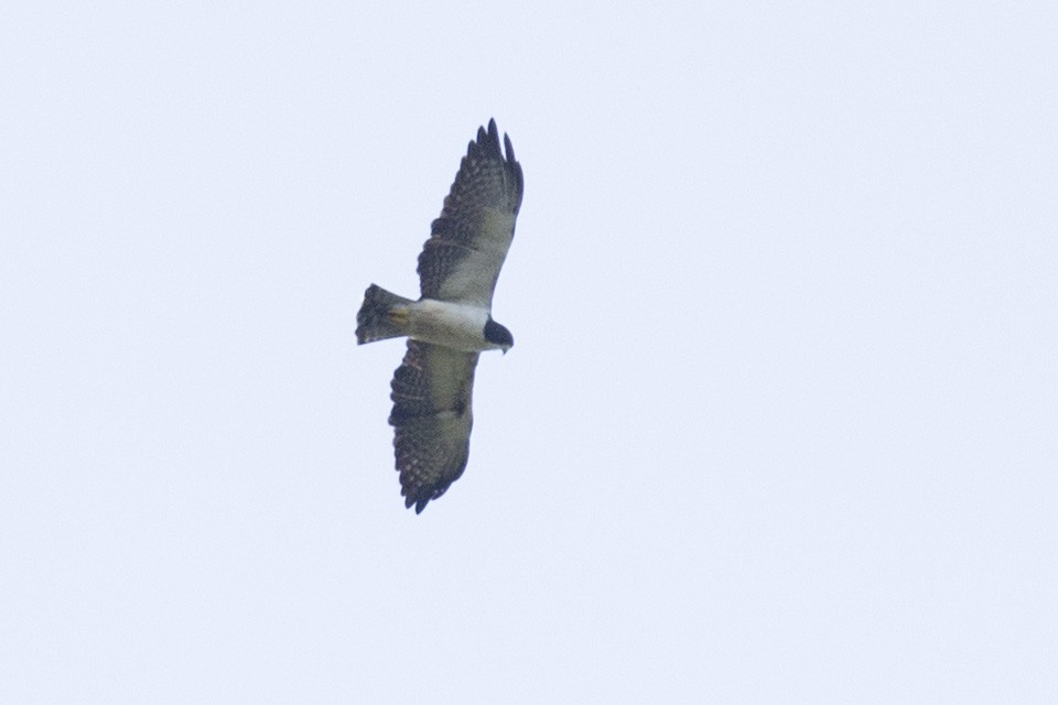 Short-tailed Hawk - ML619140231