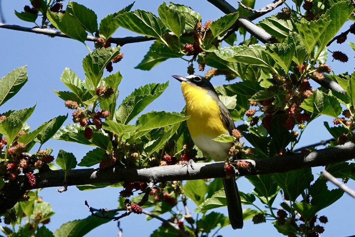 Yellow-breasted Chat - ML619140258