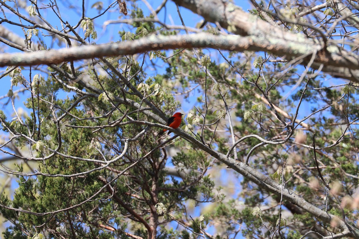 Scarlet Tanager - ML619140261