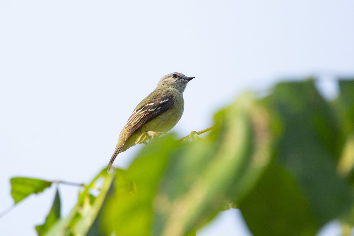 Yellow-crowned Tyrannulet - ML619140280