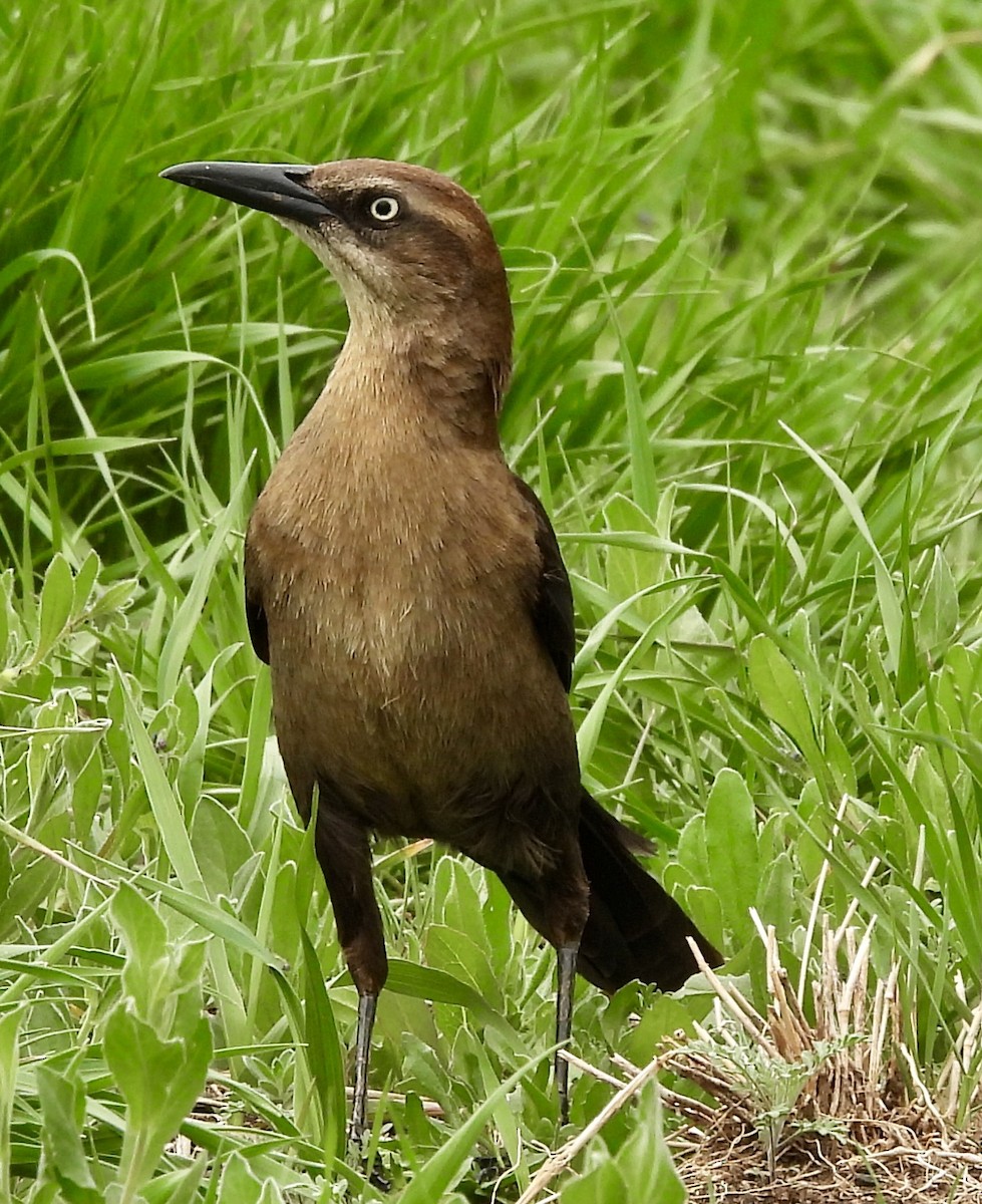 Great-tailed Grackle - ML619140285