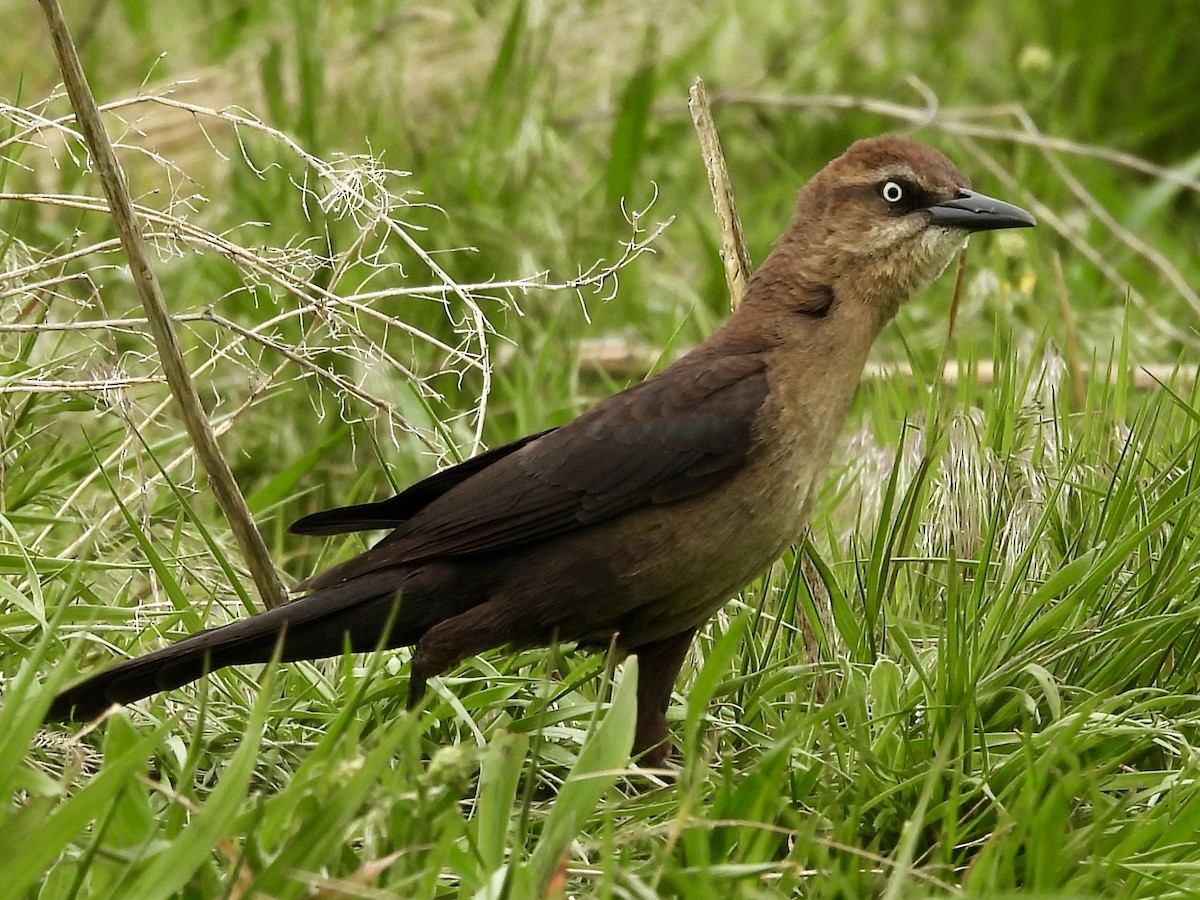 Great-tailed Grackle - ML619140286