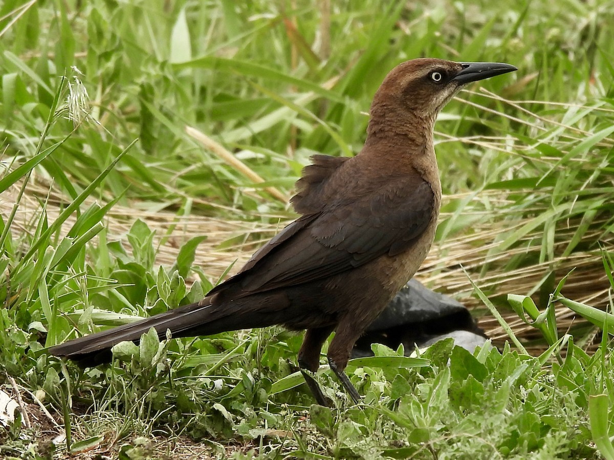 Great-tailed Grackle - ML619140287
