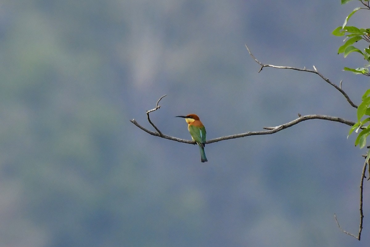 Chestnut-headed Bee-eater - ML619140320