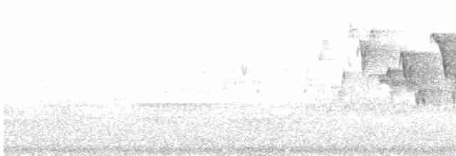 Troglodyte de Baird - ML619140348