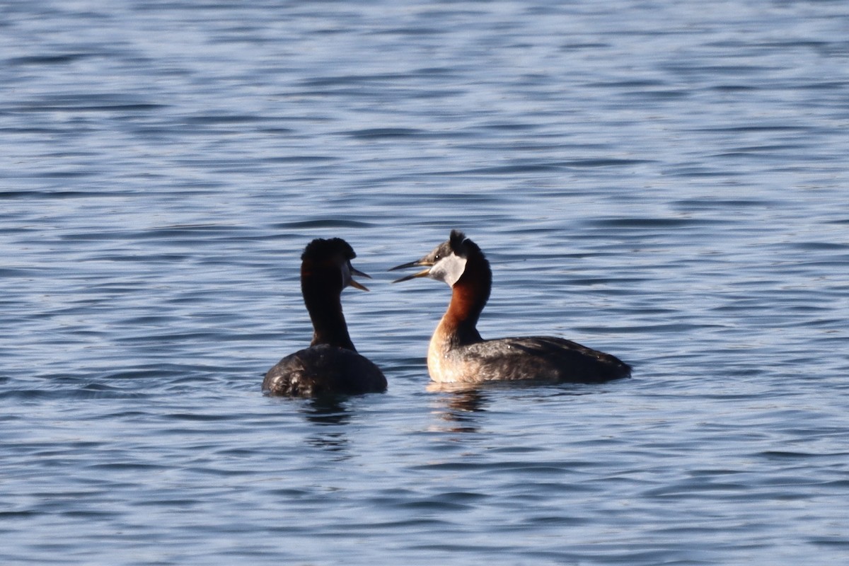 Red-necked Grebe - ML619140349