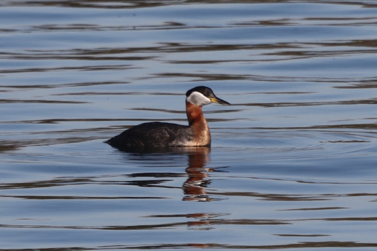 Red-necked Grebe - ML619140350
