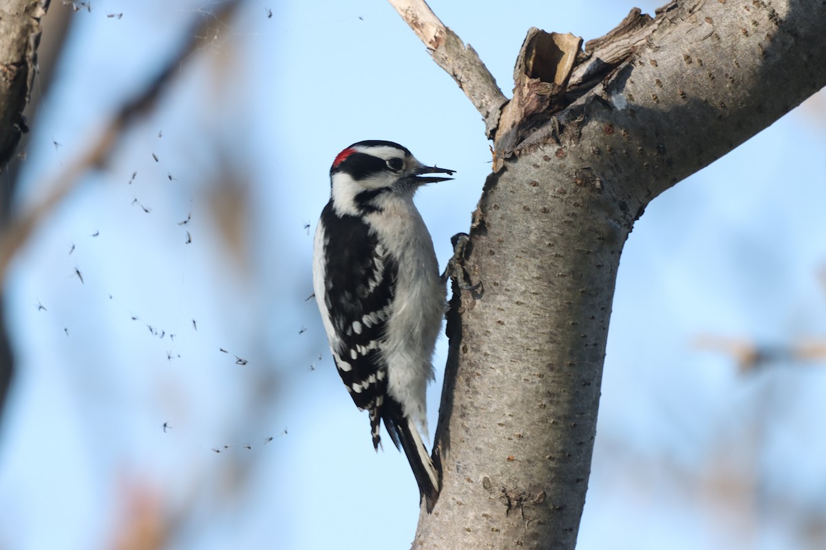 Downy Woodpecker - ML619140401