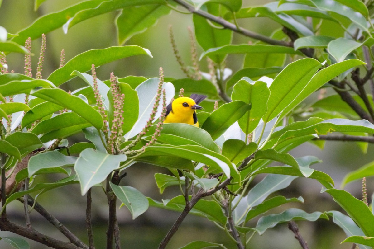 Black-and-yellow Tanager - ML619140409