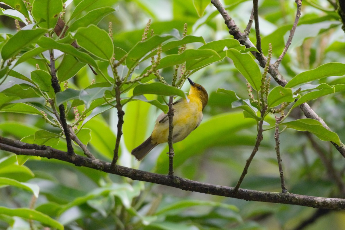 Black-and-yellow Tanager - ML619140410