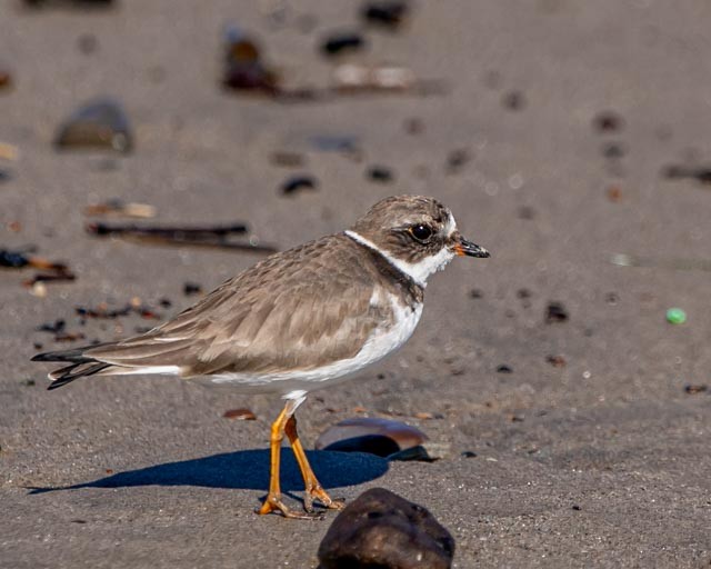 Semipalmated Plover - ML619140421
